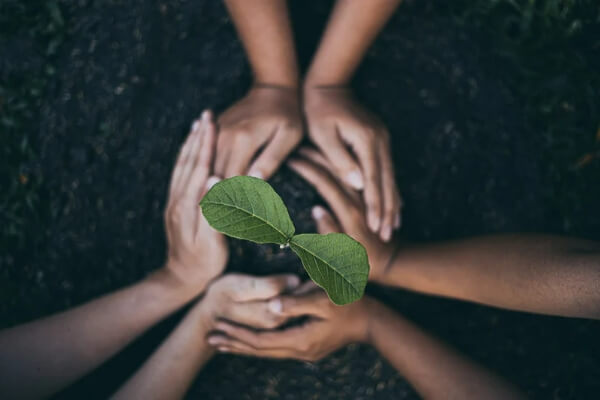 The ultimate guide to ISO 14001 - hands holding a small plant