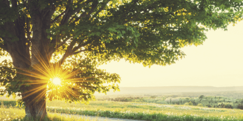 National Tree week